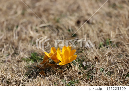 芝生から咲く黄色のクロッカス 135225599