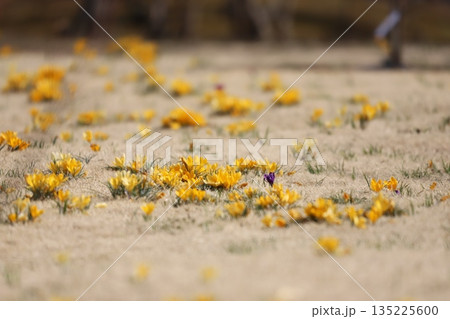 芝生から咲く黄色のクロッカス 135225600