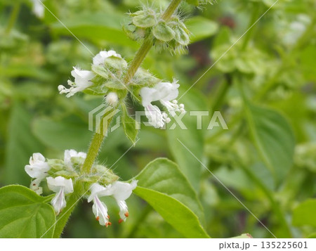 ハーブ　レモンバジルの花	 135225601