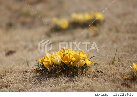 芝生から咲く黄色のクロッカス 135225610