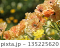 オレンジの花 135225620