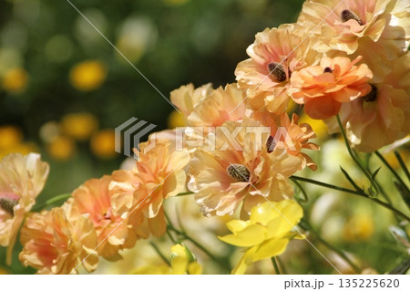 オレンジの花 135225620