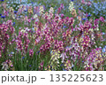 色とりどりのルピナス 135225623