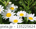 白い花 135225624