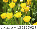 黄色い花 135225625