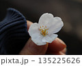 一輪の桜 135225626