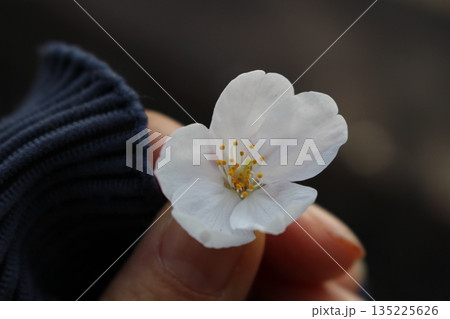 一輪の桜 135225626
