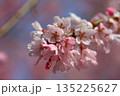 ピンクの桜 135225627