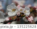 青空の日の桜 135225628