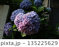 ハートの紫陽花 135225629