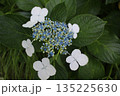 梅雨のガクアジサイ 135225630