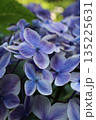アップの紫陽花 135225631