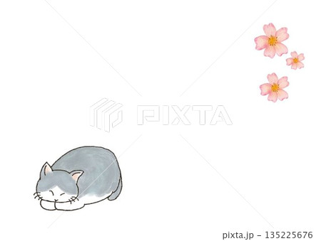 桜と猫 桜と猫 135225676