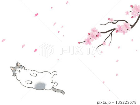 桜と猫 桜と猫 135225679