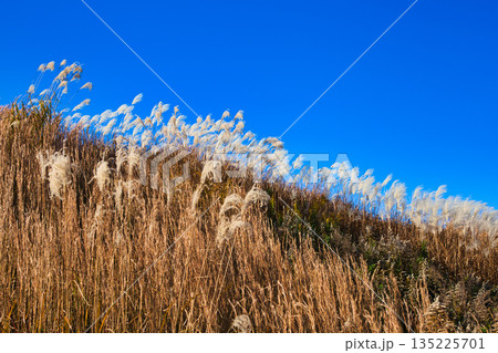 風に揺れる晩秋のススキ 135225701