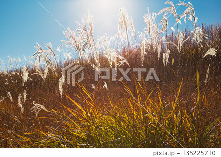 風に揺れる晩秋のススキ 135225710