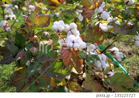 爽やか　コットンの実 135225727