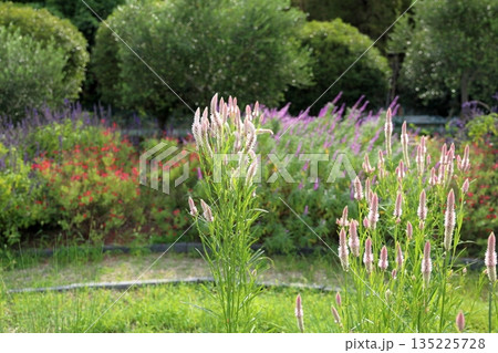 可愛い ノゲイトウの花 可愛い ノゲイトウの花 135225728
