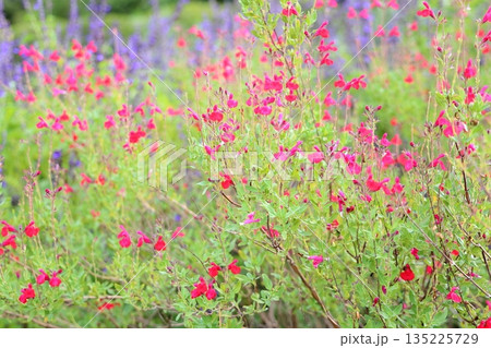 可愛い サルビア ミクロフィラの花 可愛い サルビア ミクロフィラの花 135225729