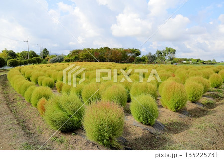 色づく　コキア　紅葉の始まり 135225731