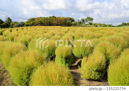 色づく　コキア　紅葉の始まり 135225734