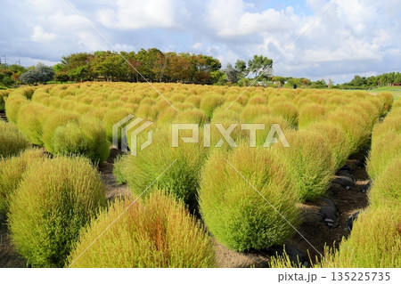 色づく　コキア　紅葉の始まり 135225735