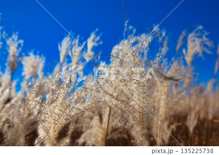 風に揺れる晩秋のススキ 135225738