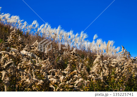 風に揺れる晩秋のススキ 135225741