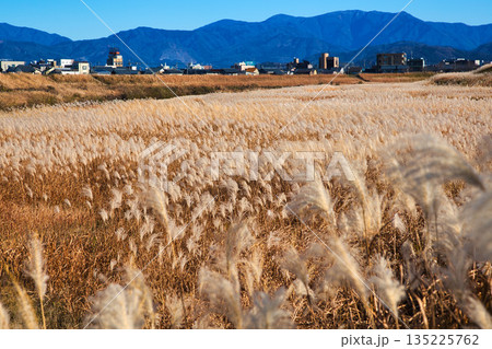 風に揺れる晩秋のススキ 135225762