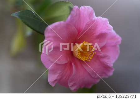 ピンクのツバキの花が咲いています 135225771