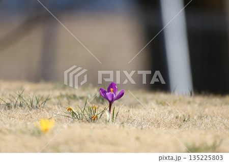 公園の芝生に咲く紫のクロッカス 135225803
