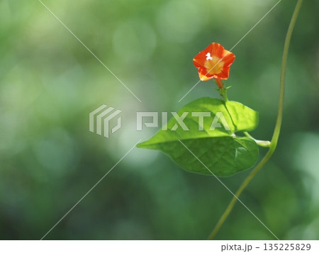マルバルコウソウの花	 135225829