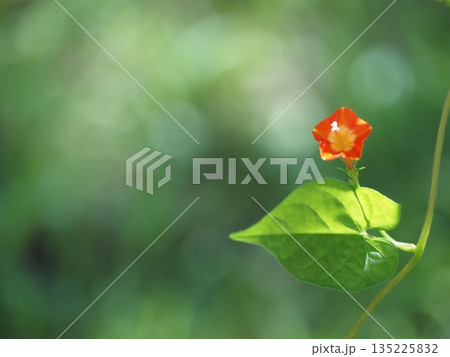 マルバルコウソウの花	 135225832