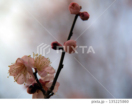 1月に咲いた紅梅の花「紅冬至(コウトウジ)」 1月に咲いた紅梅の花「紅冬至(コウトウジ)」 135225860