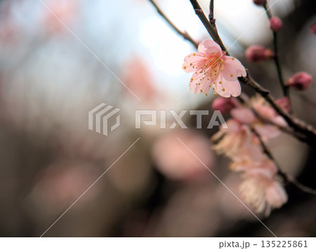 1月に咲いた紅梅の花「紅冬至(コウトウジ)」 1月に咲いた紅梅の花「紅冬至(コウトウジ)」 135225861