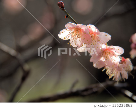 1月に咲いた紅梅の花「紅冬至(コウトウジ)」 1月に咲いた紅梅の花「紅冬至(コウトウジ)」 135225862