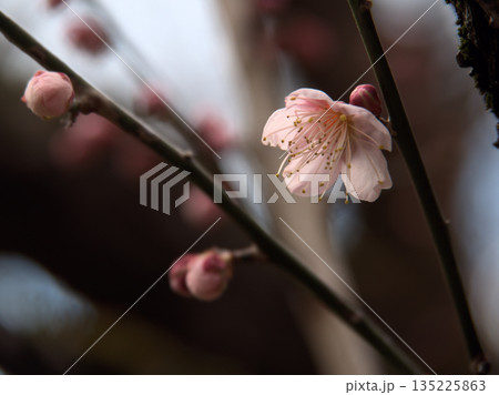 1月に咲いた紅梅の花「紅冬至(コウトウジ)」 1月に咲いた紅梅の花「紅冬至(コウトウジ)」 135225863
