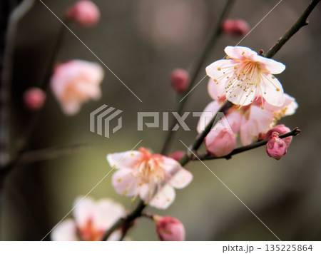 1月に咲いた紅梅の花「紅冬至（コウトウジ）」 135225864