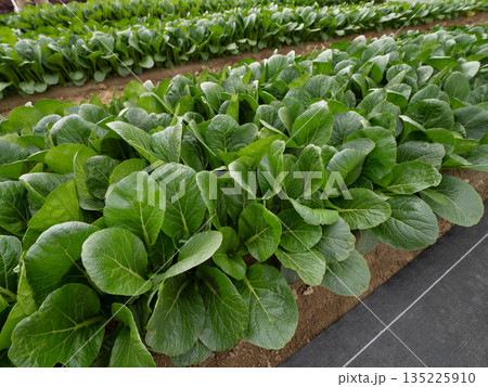 コマツナの栽培 135225910