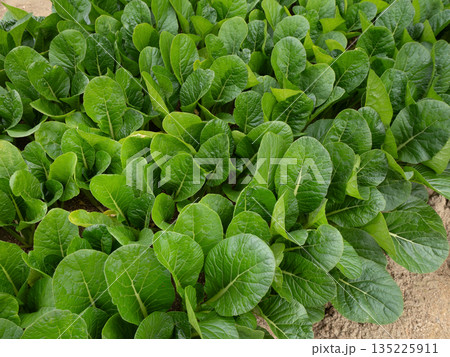 コマツナの栽培 135225911