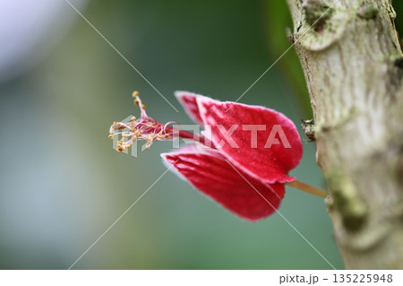 パヴォニア・ストリクティフローラの花 パヴォニア・ストリクティフローラの花 135225948