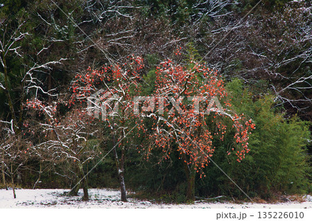 初雪の一乗谷朝倉氏遺跡 135226010