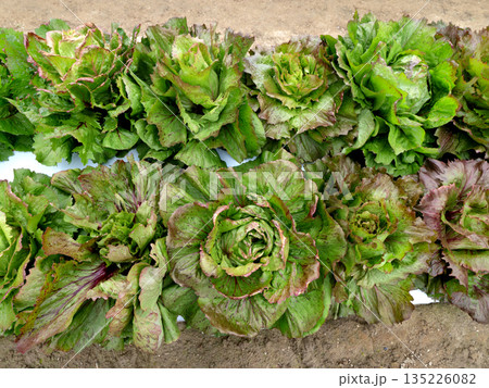 チコリの栽培 135226082