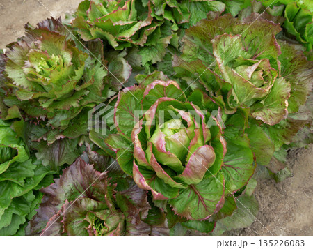 チコリの栽培 135226083