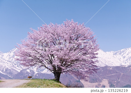 残雪の北アルプスをバックに咲く一本桜 残雪の北アルプスをバックに咲く一本桜 135226219