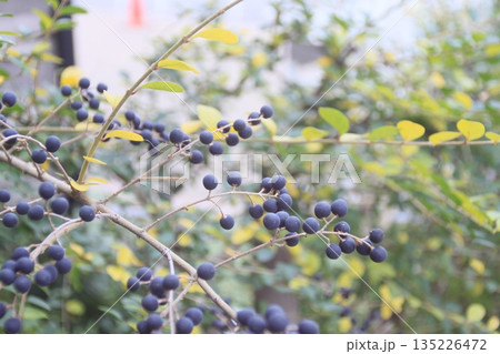 冬の庭を彩るプリベット 135226472