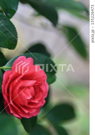 瑞々しい水滴と鮮やかな赤い椿の花 135226473