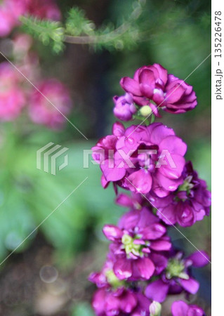 雨粒に濡れて鮮やかに咲く紫色のストックの花 雨粒に濡れて鮮やかに咲く紫色のストックの花 135226478