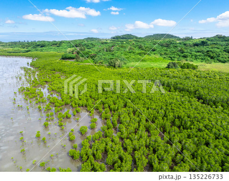 石長田海岸 マングローブ林（沖縄県小浜島） 135226733