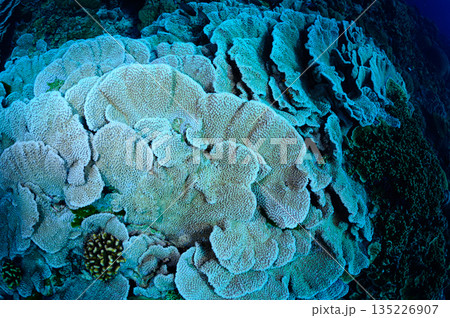 大きなサンゴ　パラオの海　ダイビングの風景 135226907